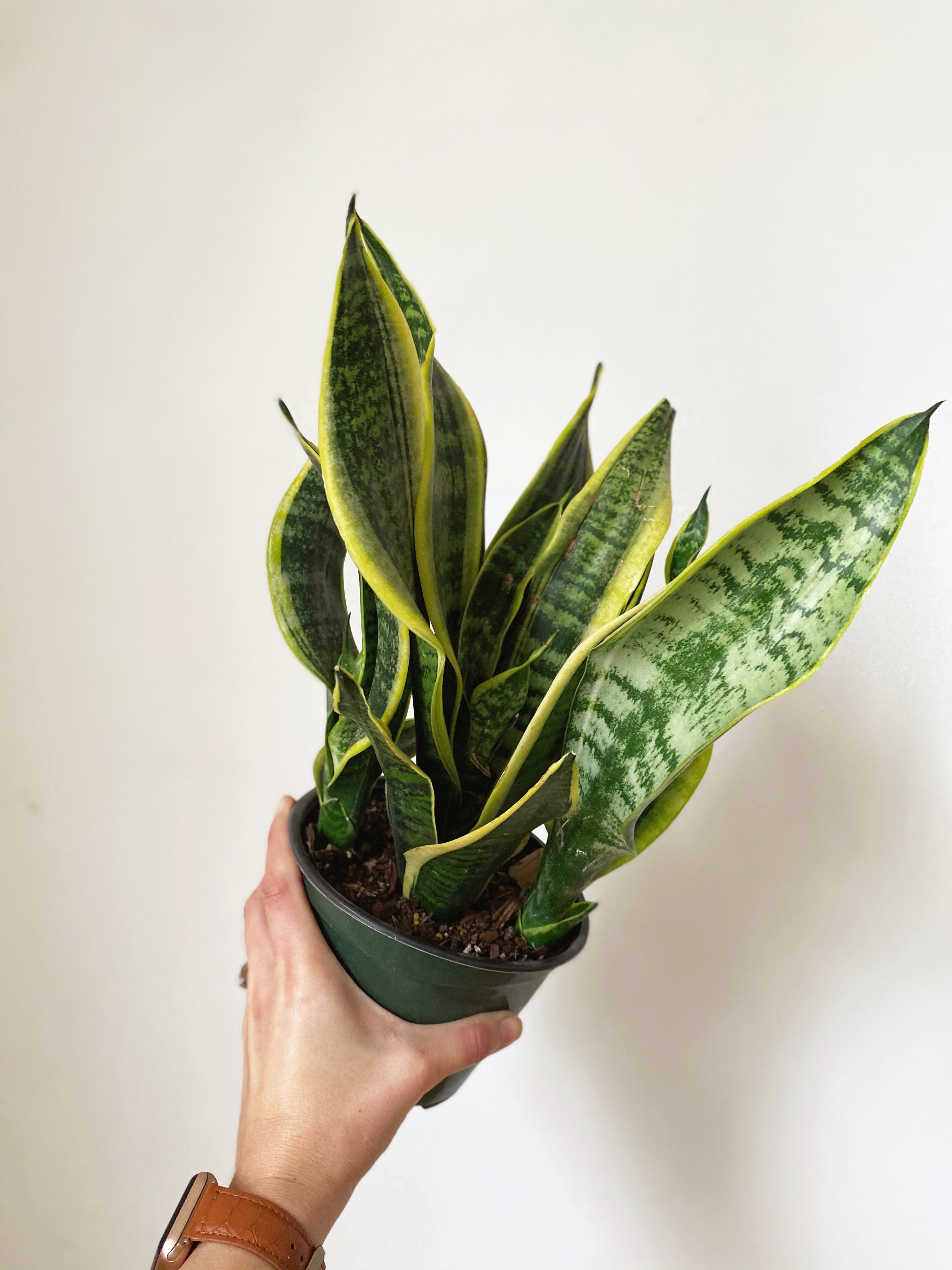 copper planter pot Extra Large Copper Planter