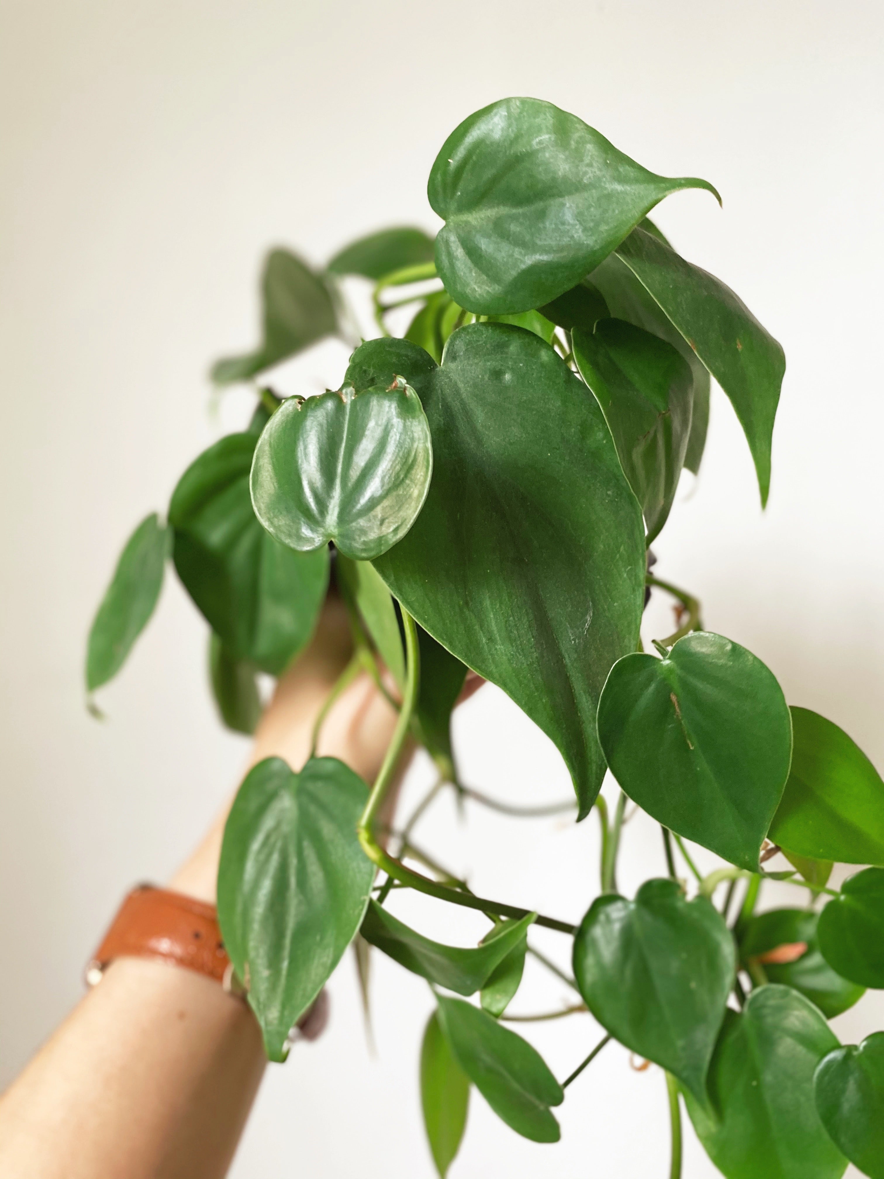 philodendron havana Heartleaf Philodendron