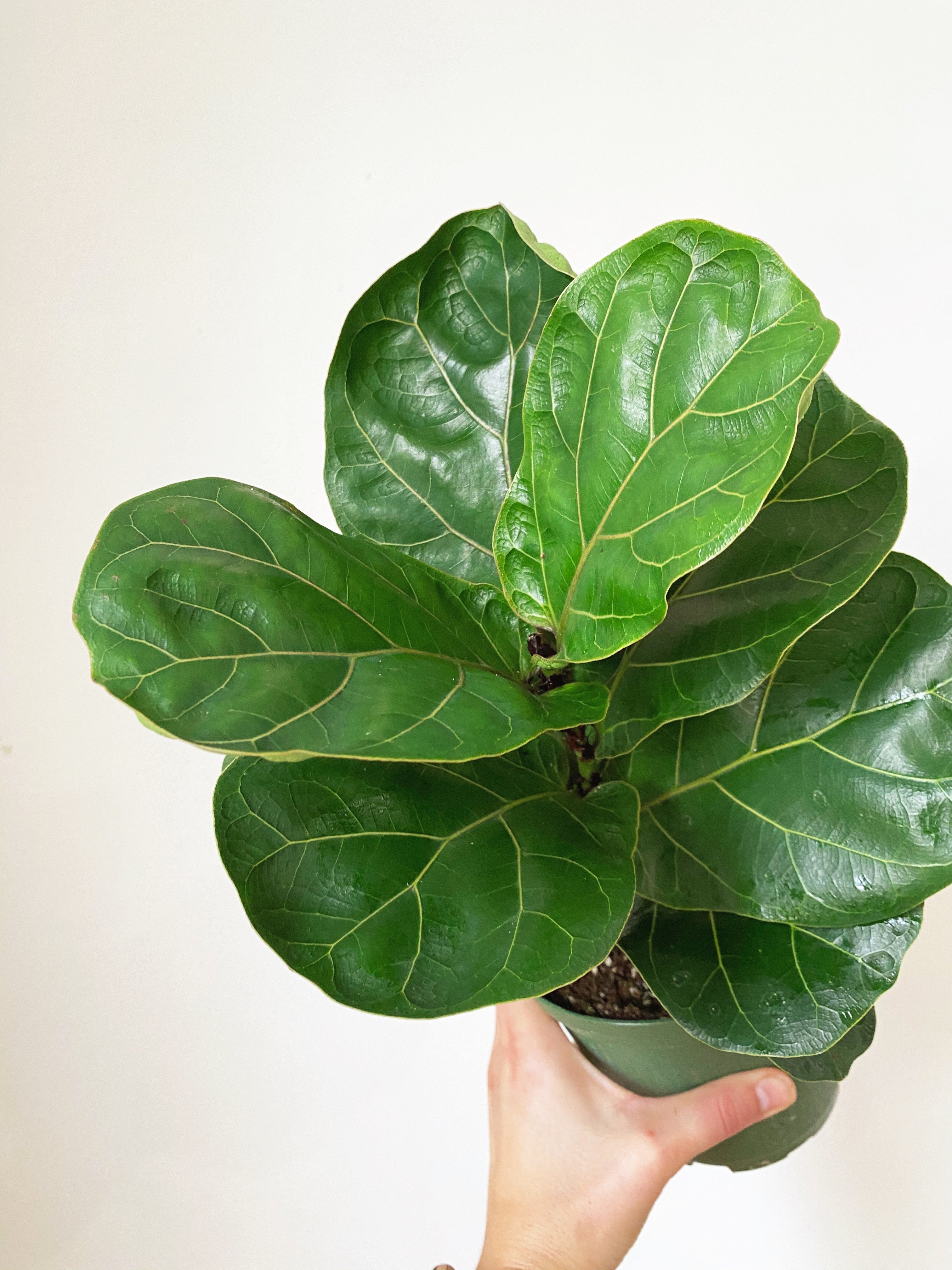 restoration hardware fiddle leaf fig Fiddle Leaf Fig – Revival Haus