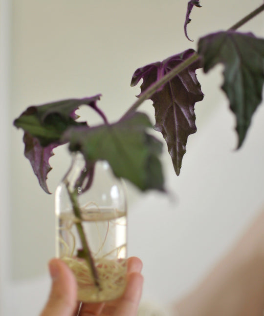 Houseplant How-To: Plant Propagation