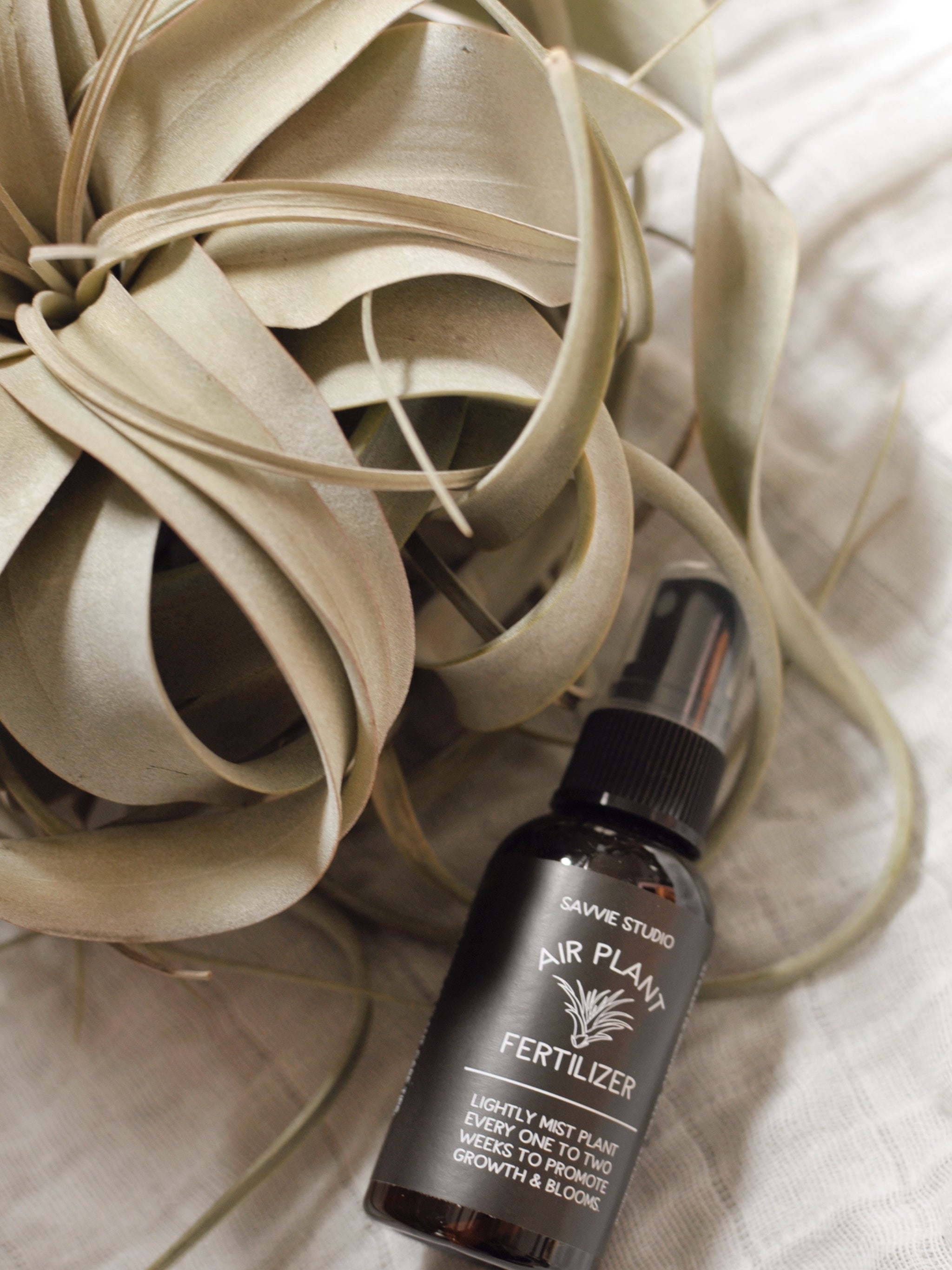 air plant fertilizer Air Plant Fertilizer – Revival Haus