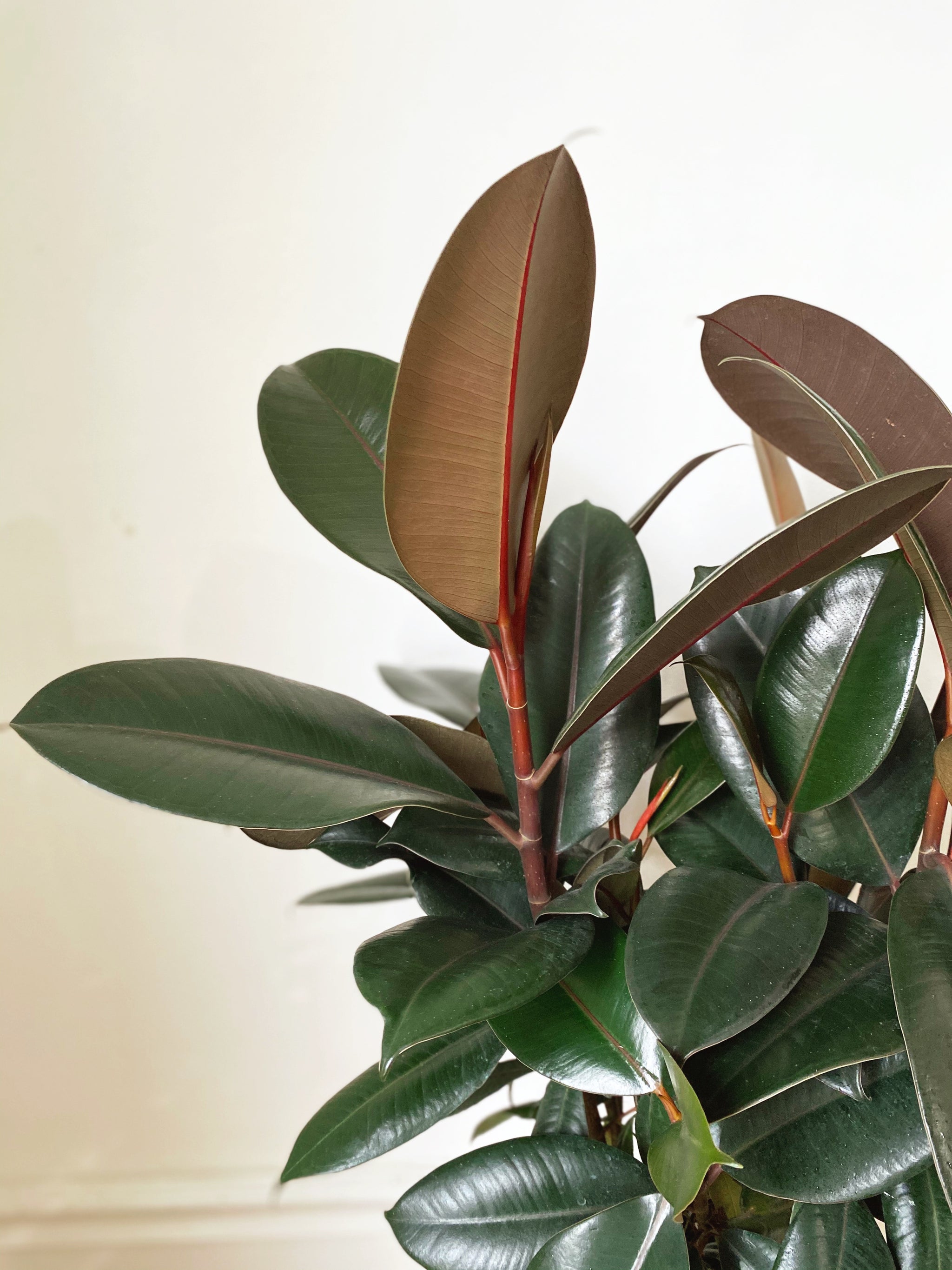 is rubber tree poisonous Rubber Plant – Revival Haus