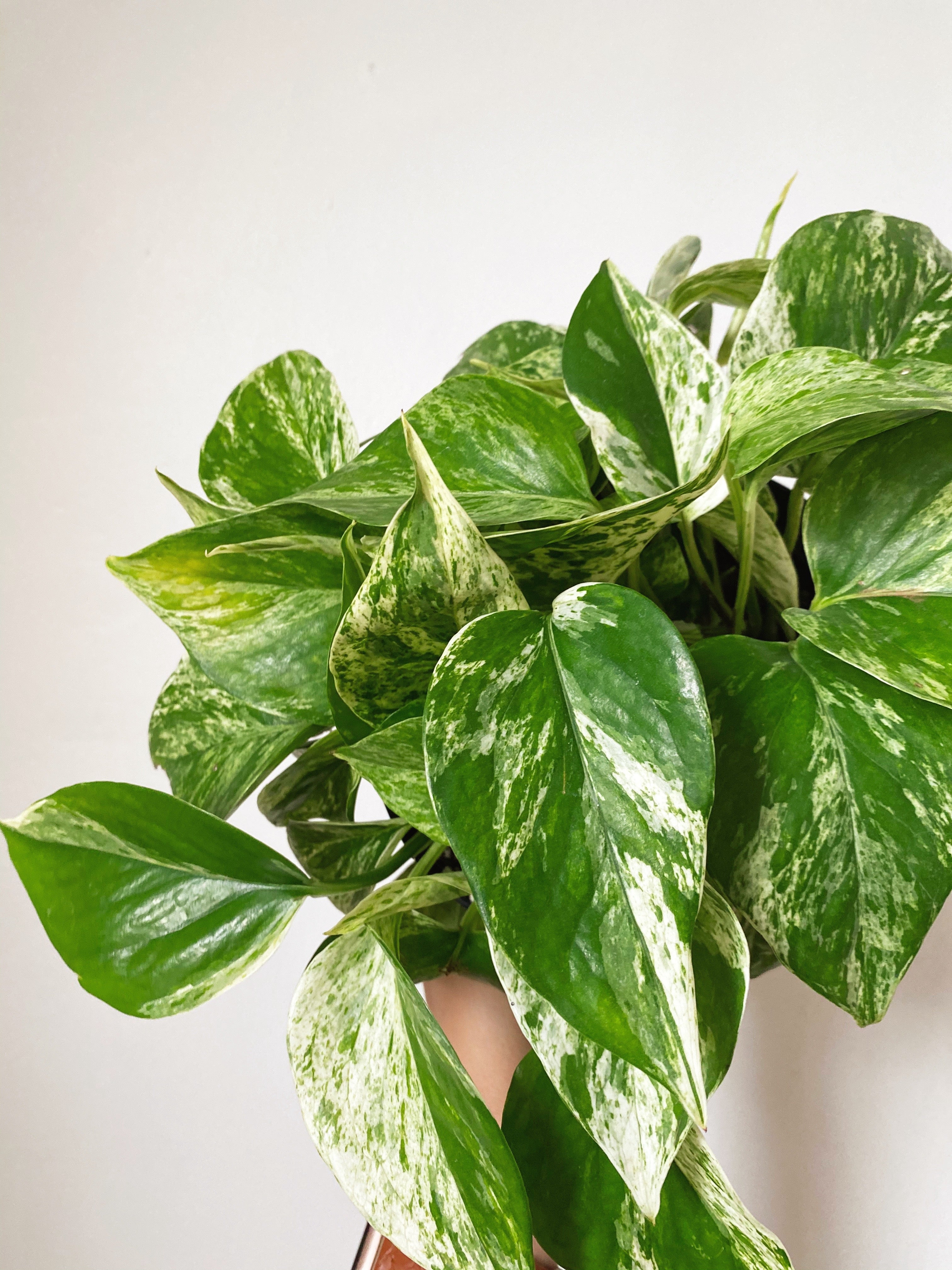 Marble Pothos – Revival Haus