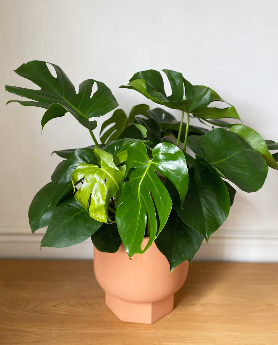 buy live monstera plant Monstera Deliciosa – Revival Haus