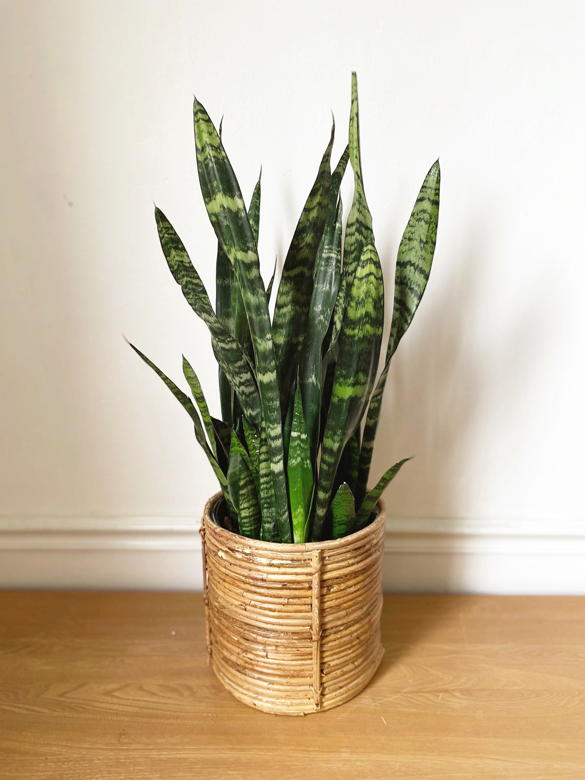 snake plant basement Snake Plant – Revival Haus