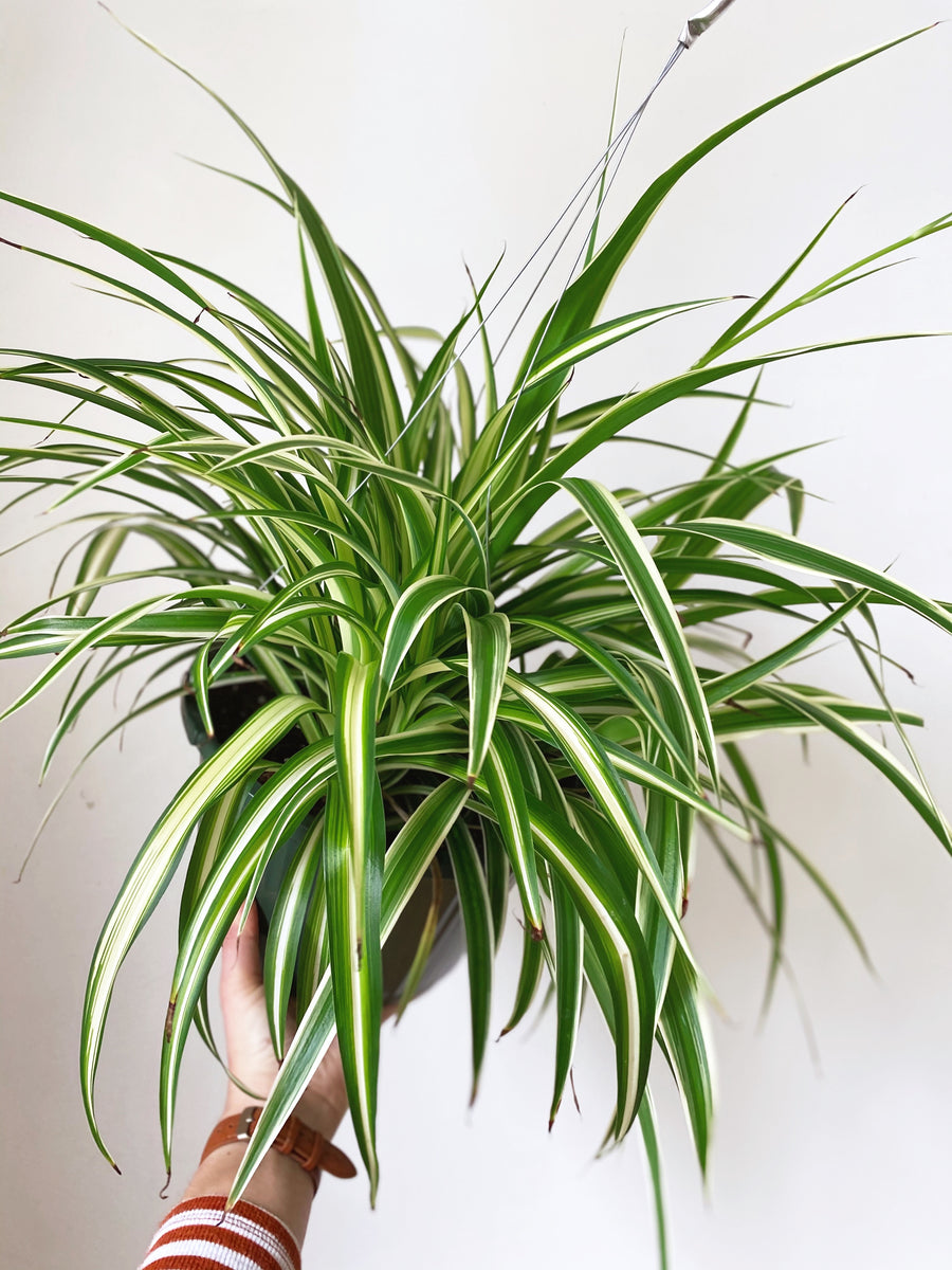 spider plant prices Spider Plant – Revival Haus