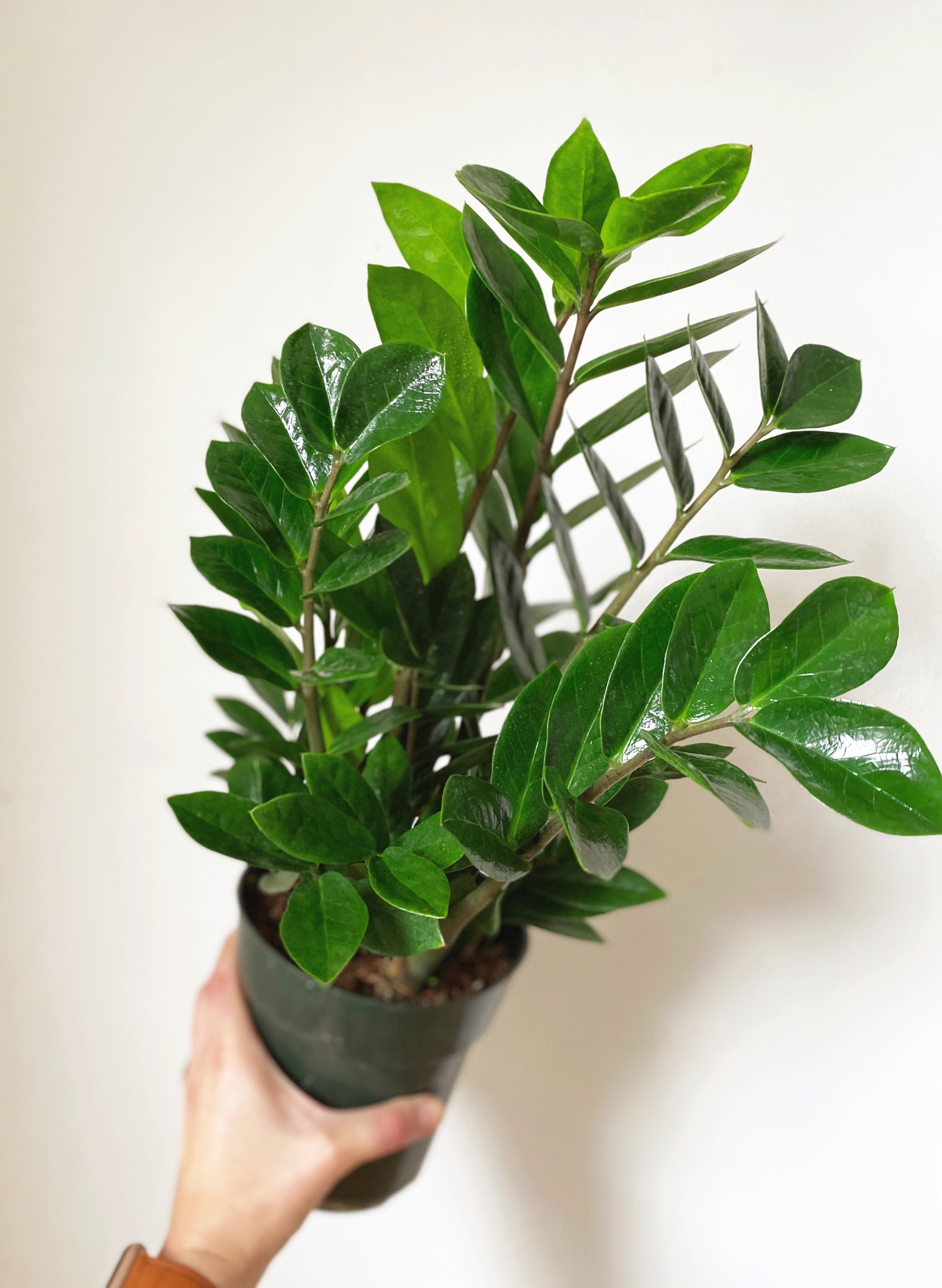 ZZ Plant – Revival Haus