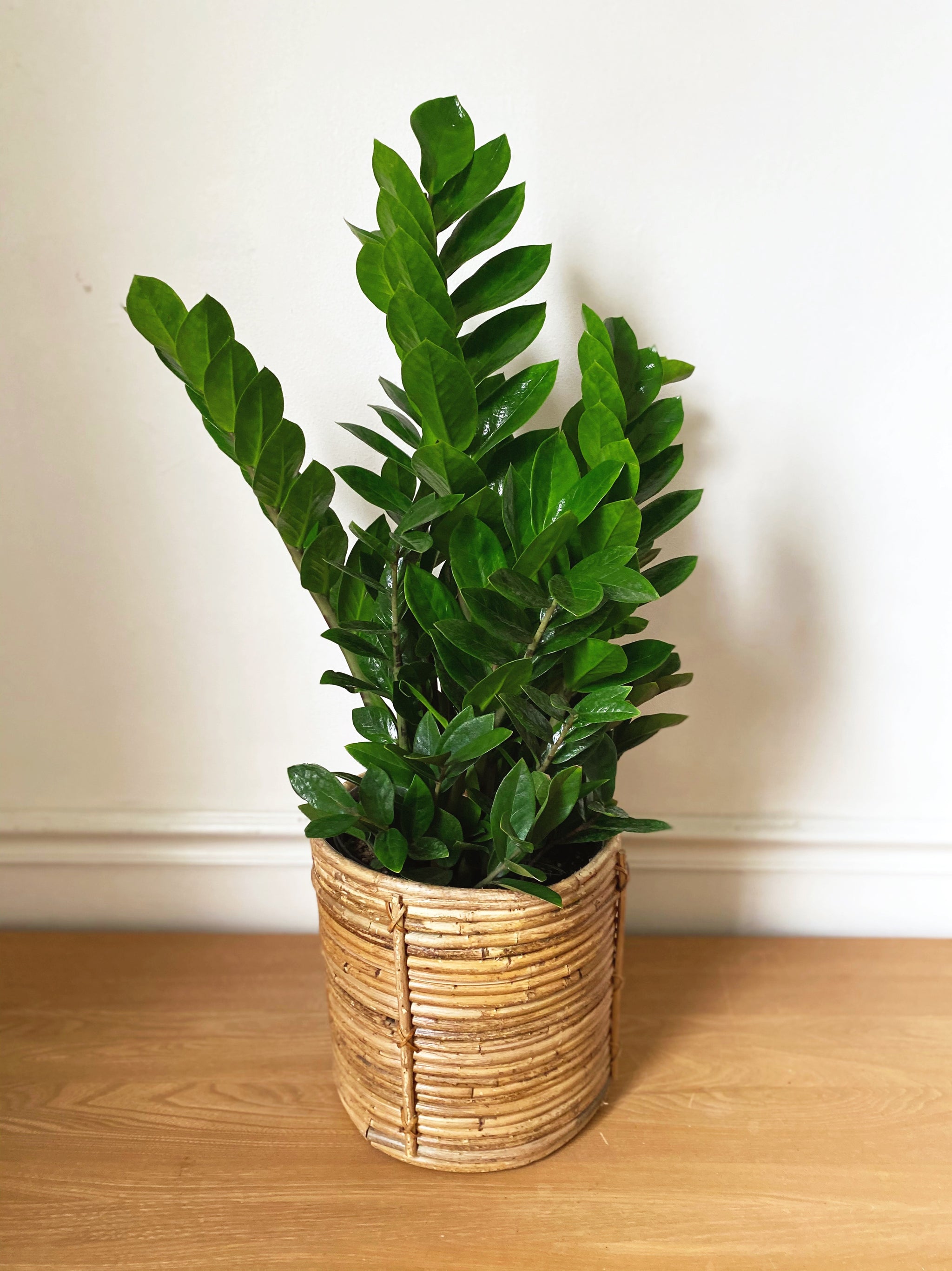ZZ Plant – Revival Haus